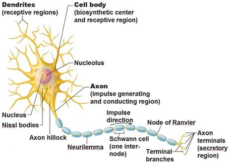 Nervous System And Nervous Tissue Chapter 11 Part 2 Flashcards Quizlet