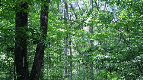 50 Photos Take Virtual Tour Of French Creek State Park