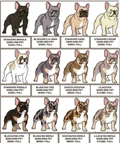 French Bulldog Size Chart