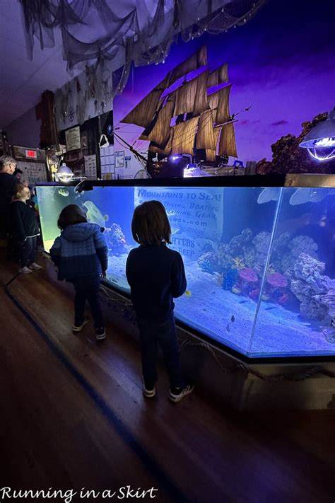 Weekly Happenings Biltmore Blooms Aquarium Visit And The Eclipse