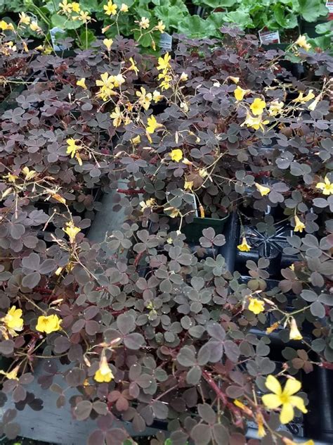 Oxalis Farmfield Greenhouses Carl Broggi Hwy Lebanon Maine