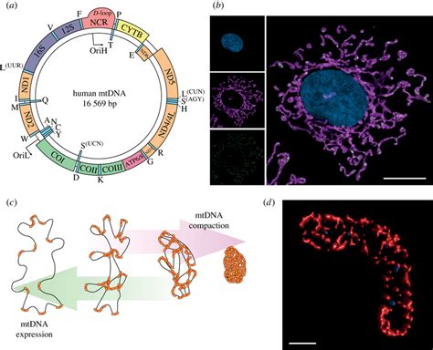 Mtdna Structure Distribution And Packaging A Map Of Human