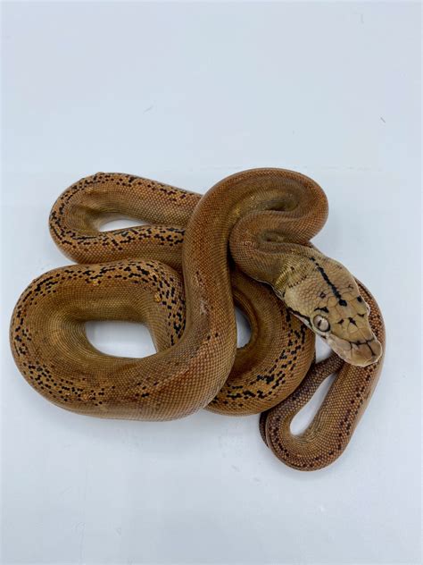 Platinum Goldenchild Possible Het Purple Albino Reticulated Python By