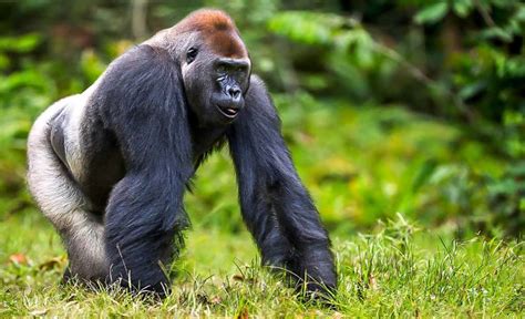 Western Lowland Gorilla | Discover Afrika