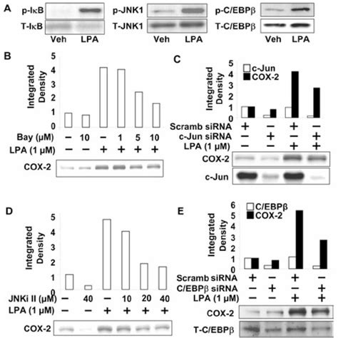 Pld2 And Pkc ζ Regulate Lpa Induced Phosphorylation Of Cebp β