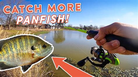 Panfish Fishing 101 How To Catch More Panfish With Andrew Nordbye