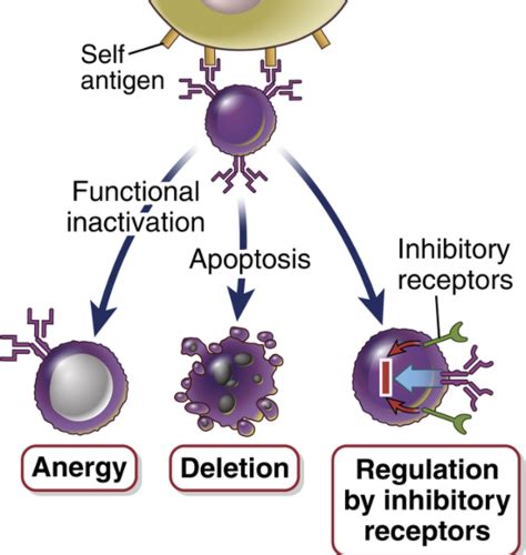 Autoimmunity Flashcards Quizlet