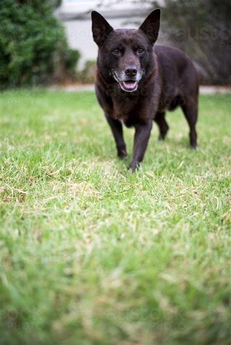 Image Of Brown Australian Kelpie Dog With Grey Chin On Lawn In Front Of