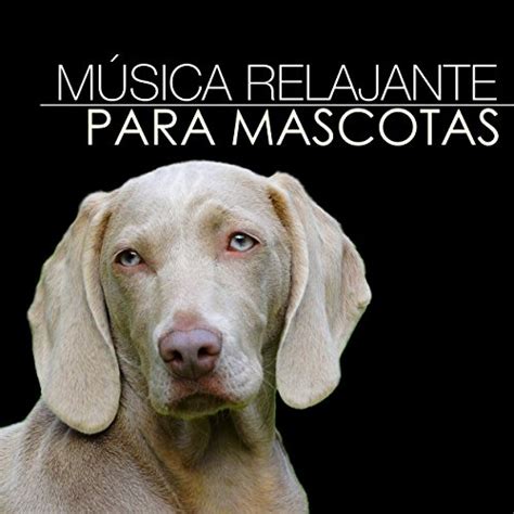 Música Relajante para Mascotas Canciones de Relajacion Profunda con