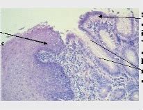 Histology Lab Exam 2 Flashcards Quizlet