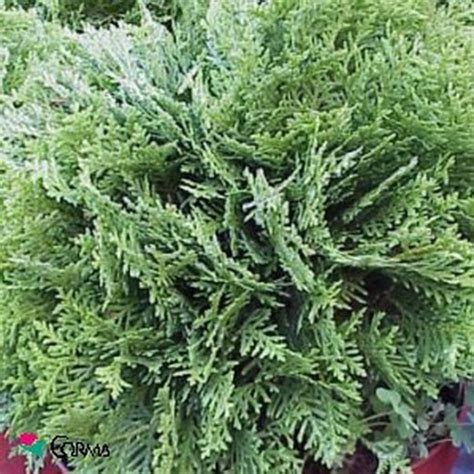 Thuja Occidentalis Danica Lajardineriecreative