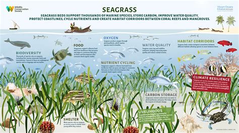 The Importance Of Seagrass Wild View