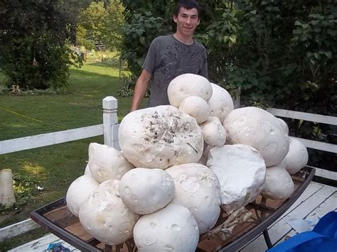 Calvatia Gigantea