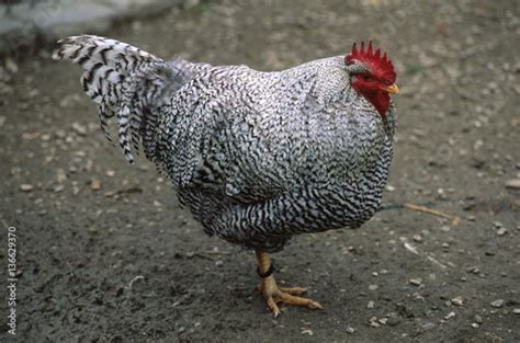 Poule / Race : Bleue de Hollande du nord - Acheter cette photo libre de ...