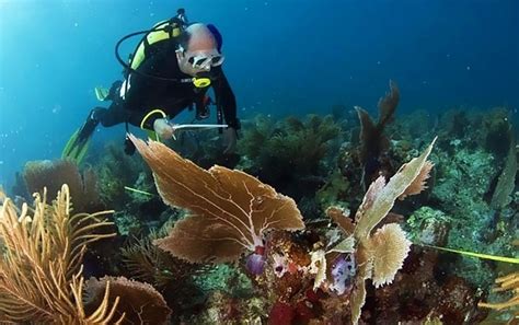 How To Dive A Coral Reef Aquaworld