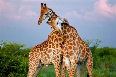 Scientists Shed New Light On The Sex Life Of Giraffes •