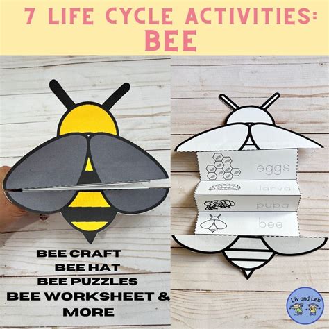 Bee Life Cycle Insect Life Cycle Life Cycle of a Bee - Etsy