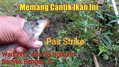 Mancing Ikan Nelem Umpan Daun Pakis Muda Sampai Diikuti Yang Lain