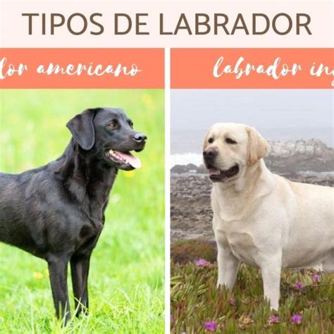 Donde Se Origino El Labrador