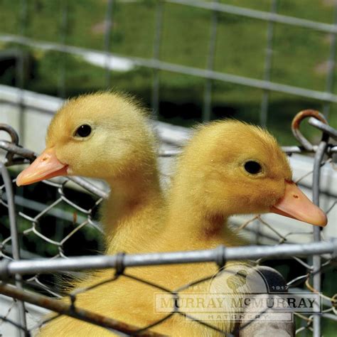 Murray McMurray Hatchery - White Pekin Ducks