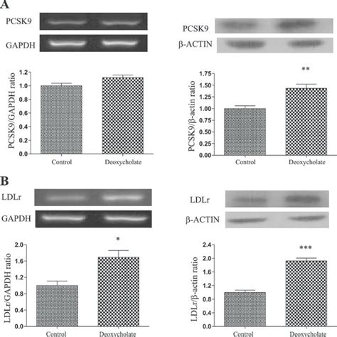 Modulation Of Pcsk And Ldlr Gene And Protein Expression By M