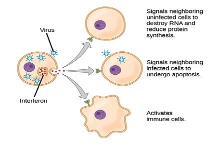 Immunology Pre Midterm Flashcards Quizlet