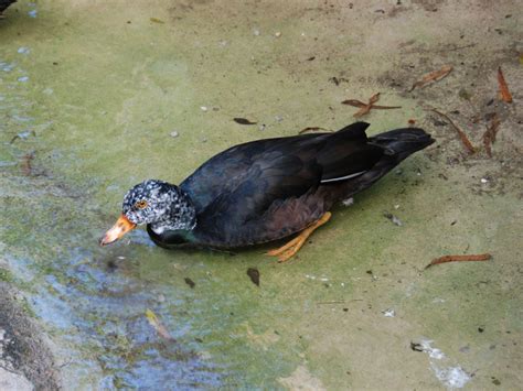 The Online Zoo - White-winged Duck