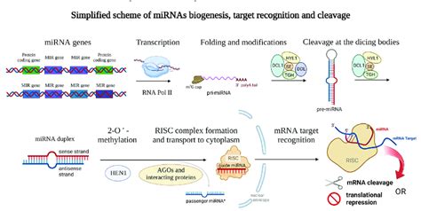 Schematic Representation Of The Mirnas Biogenesis Genes Encoding