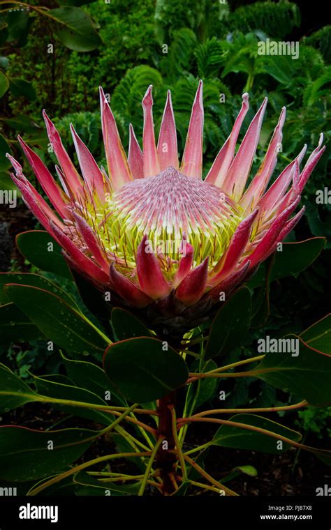 South African King Protea Hi Res Stock Photography And Images Alamy