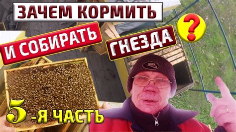 Пасека в ноябре Сборка гнезда пчел в зиму Зачем собирать гнезда #5 ...