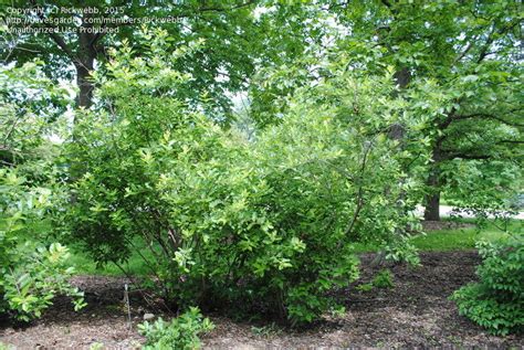 Plantfiles Pictures Salix Species American Pussy Willow Glaucous