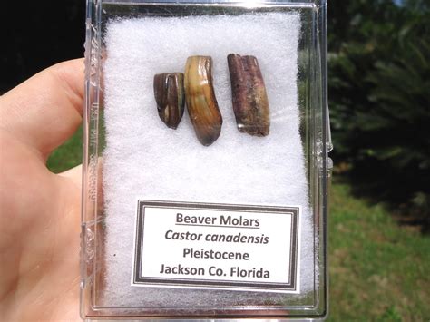 Three Choice Beaver Molars Recently Sold Fossils Prehistoric Florida
