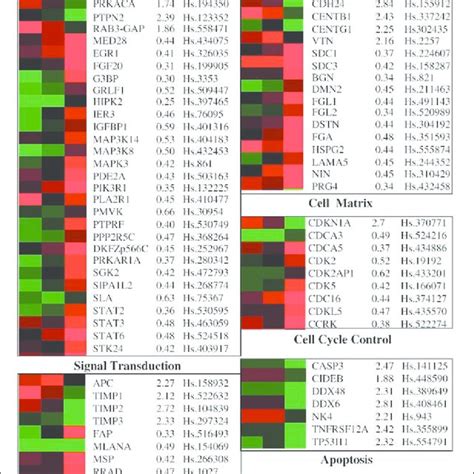 Differential Expression Of Five Groups Of Angiogenesis Related Genes In