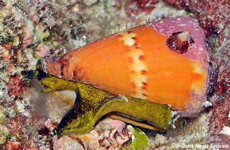 Conus Capitaneus Marshall Islands