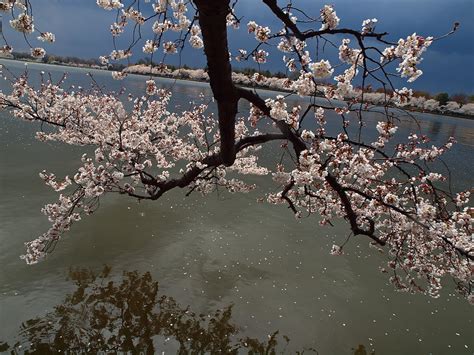 Cherry Blossoms Over Water Photograph By Rachel Sanderoff Fine Art