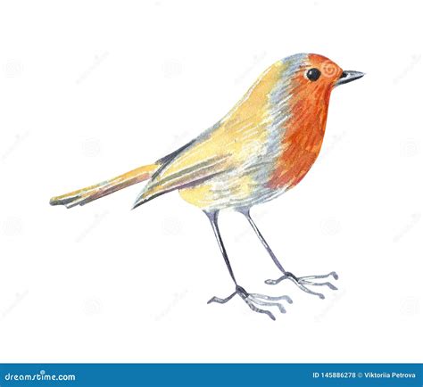 Little Garden Wild Bird Robin Hand Drawn Watercolor Illustration