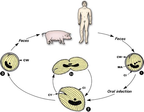 Balantidium Coli SpringerLink