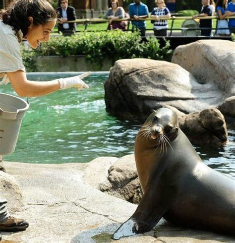 Sea Lion Feeding - Urban Advantage NYC