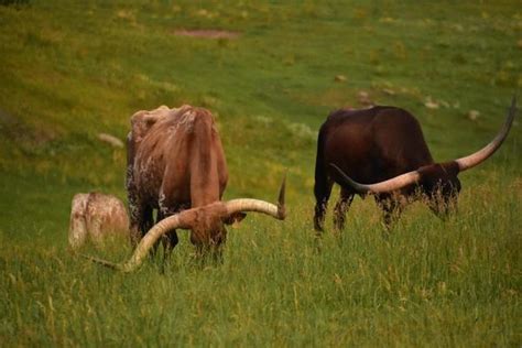 Longhorn Cattle Stock Photos Images And Backgrounds For Free Download