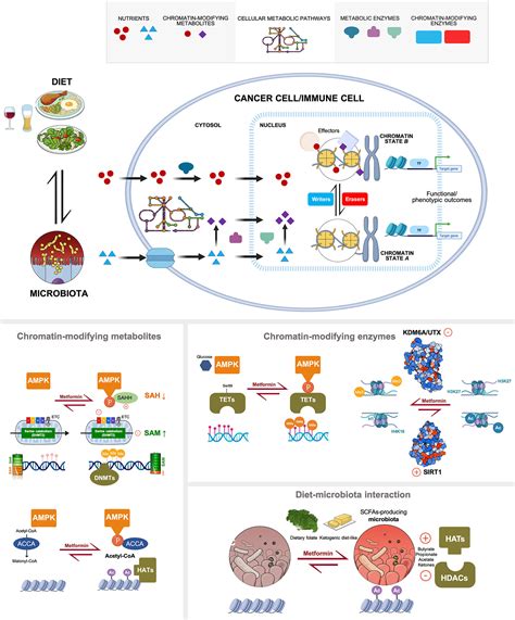 Frontiers Metformin Targeting The Metabolo Epigenetic Link In Cancer