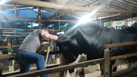 Porcentagem De Vacas Inseminadas De Protocolo Inseminando Duas Vacas