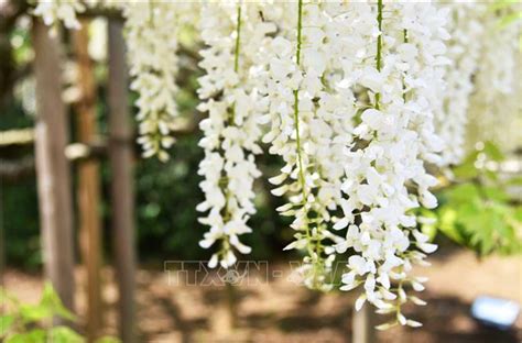 ngam hoa tu dang long lay tai nhat ban anh thoi su quoc te van