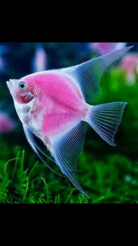 Pin By Thia On Thia Beautiful Fish Angel Fish Pink Fish