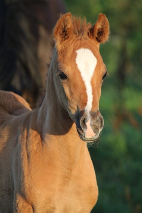 Aaleyah Black Arabians | Arabian horse foal