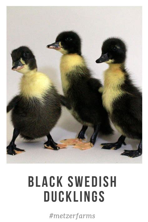 Our Black Swedish Ducklings are a perfect fit with any flock. Their ...