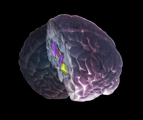 Brain Limbic System Photograph By Zephyr Science Photo Library Fine