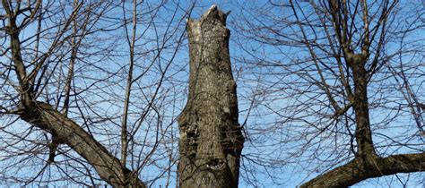 Identifying Signs Of A Dying Tree How To Spot Trouble Early