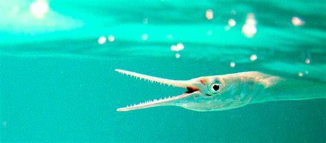 The Sharp Toothed Needlefish | Critter Science