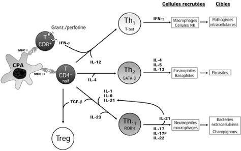 Voies De Différenciation Du Lymphocyte T Auxiliaire Th Pour être