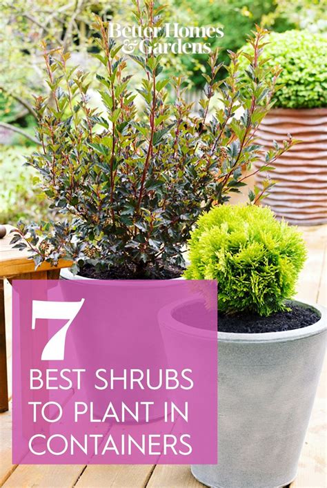 7 Best Types Of Shrubs For Planting In Containers Potted Plants